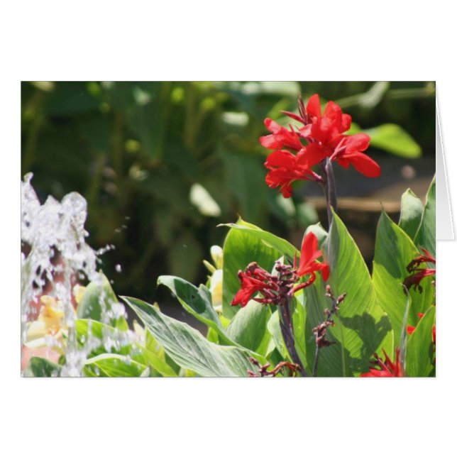 Hohe rote Blume (Vorderseite (Horizontal))