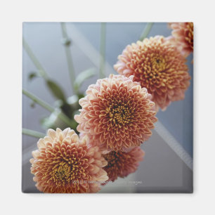 Hohe Winkelsicht der Blumen in einem Vase Magnet