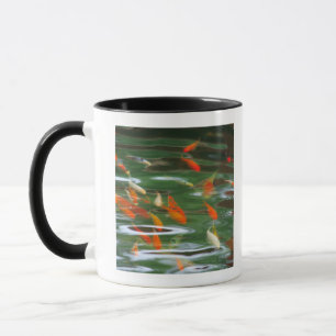 Hohe Winkelsicht der koi Mistfische in einem Teich Tasse
