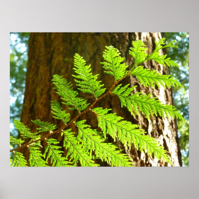 Höhepunkte eines Redwood Tree Botanical Poster (Vorne)