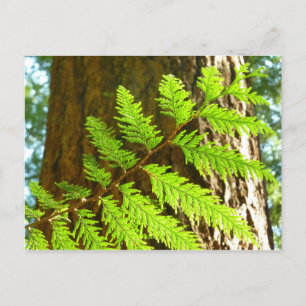 Höhepunkte eines Redwood Tree Botanical Postkarte