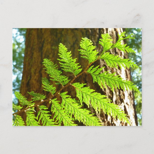Höhepunkte eines Redwood Tree Botanical Postkarte (Vorderseite)