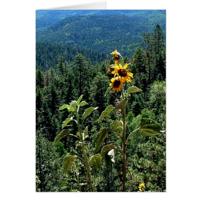 Hoher Weg nach Taos (Vorne)