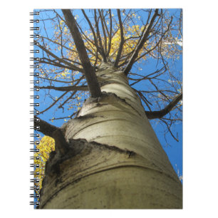 Hoher Zitterpappel-Baum Notizblock