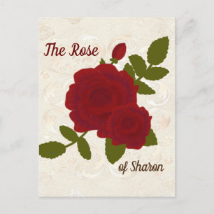 Hoheslied-Rose Designer-Postkarte Postkarte