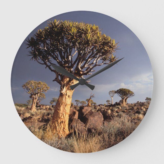 Hohlbaume (Aloe Dichotoma) Große Wanduhr (Vorderseite)