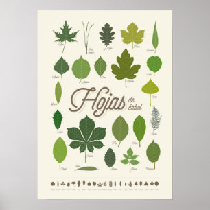 Hojas de Árbol Poster