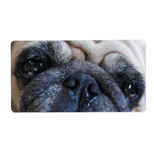 Hol dir bald einen tollen Mops-Hund