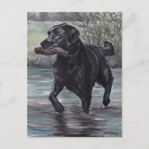 Holen Sie Black Labrador Retriever Hund Art Postka Postkarte