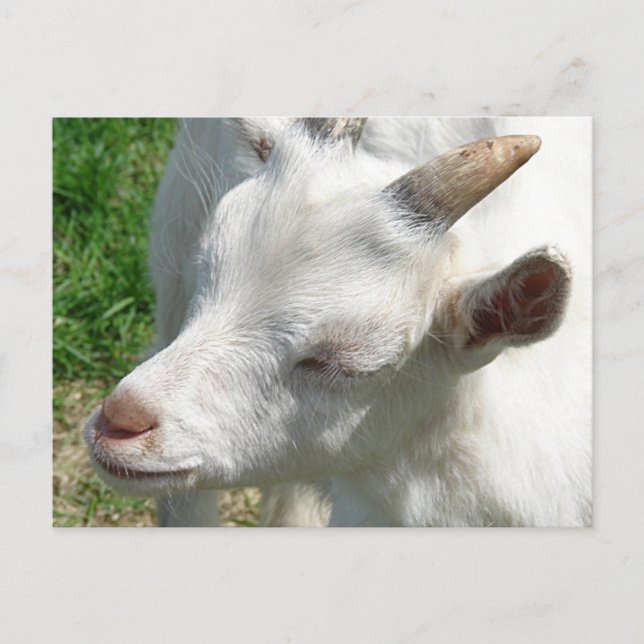 Holen Sie mir ein paar Shades Postkarte (Vorderseite)