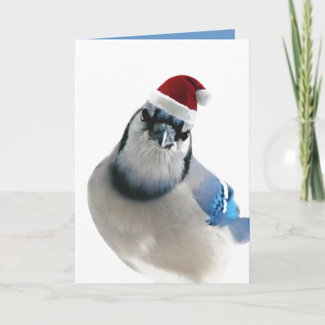 Holiday Blue Jay Feiertagskarte (Vorderseite)