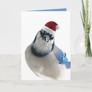 Holiday Blue Jay Feiertagskarte