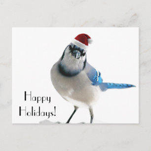 Holiday Blue Jay Feiertagspostkarte