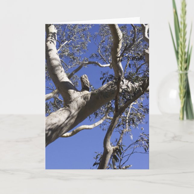 Holiday card, Everglades Feiertagskarte (Vorderseite)