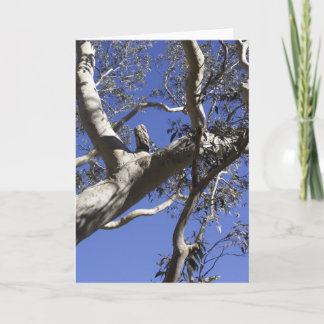 Holiday card, Everglades Feiertagskarte