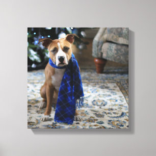 Holiday Cheer von Pit Bull Rescue Dog Leinwanddruck