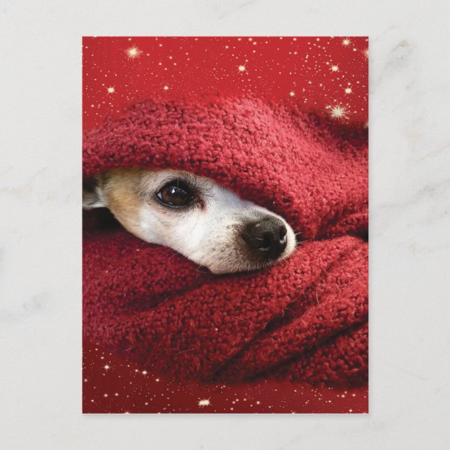 Holiday Chihuahua Feiertagspostkarte (Vorderseite)