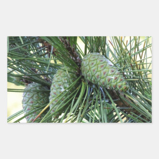 Holiday Pine Cones Rechteckiger Aufkleber