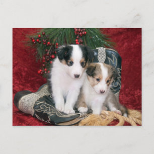 Holiday Shetland Sheepdog Puppies Feiertagspostkarte