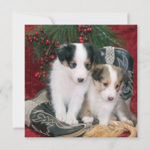 Holiday Shetland Sheepdog Welpen Feiertagskarte