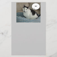 Holla Cat Spaß