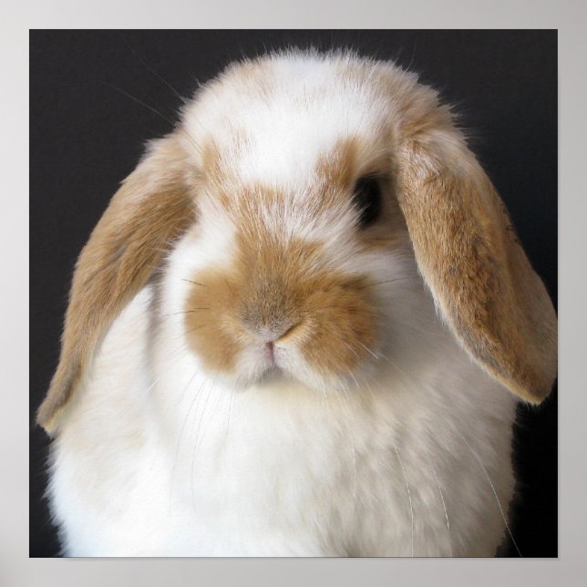 Holland Baby Print Poster (Vorne)