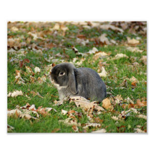 Holland Lop Bunny 10 x 8 Fotografy Print Fotodruck