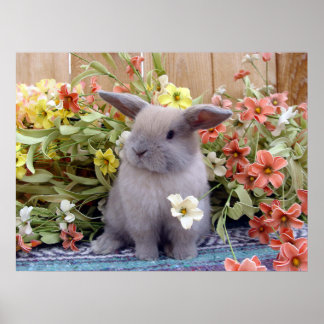 Holland Lop Poster