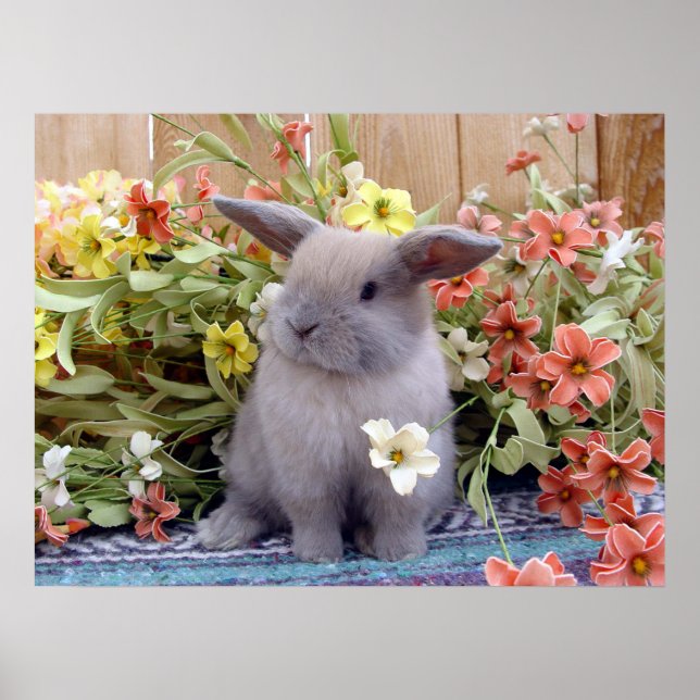 Holland Lop Poster (Vorne)