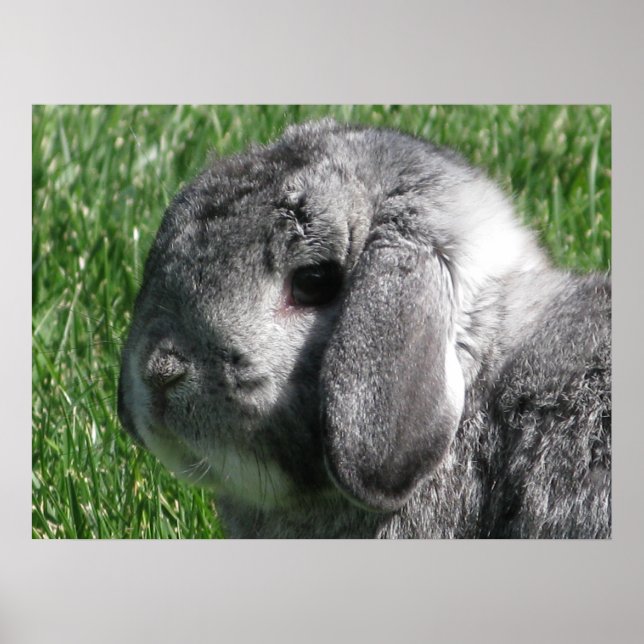 Holland Lop Poster (Vorne)