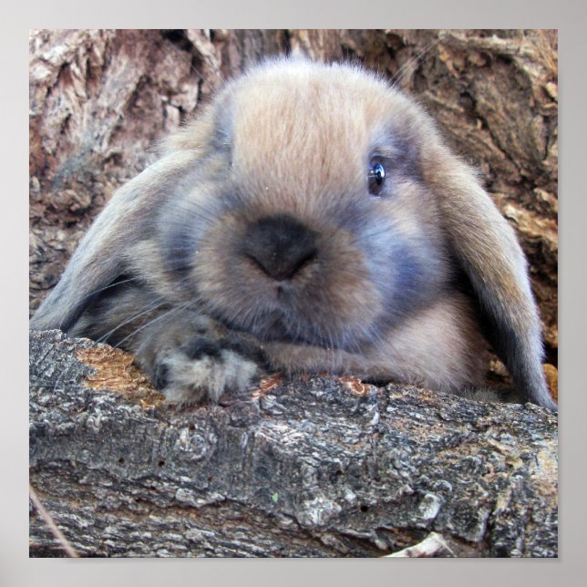 Holland Lop Poster (Vorne)