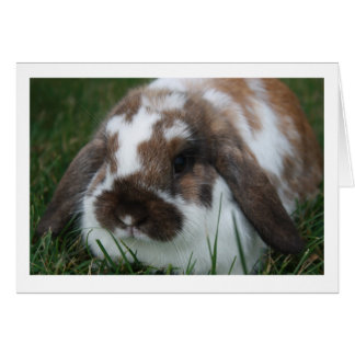 Holland Lop Rabbit Blank Card
