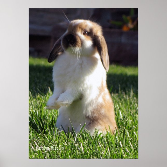 Holland Lop Stehend Up Poster (Vorne)