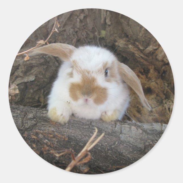 Holland Lop Sticker (Vorderseite)