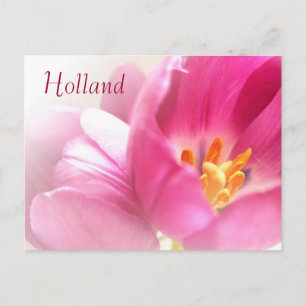 Holland, Spring Tulips Postcard Postkarte