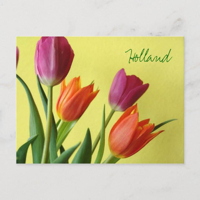 Holland, Tulips Postcard Postkarte (Vorderseite)