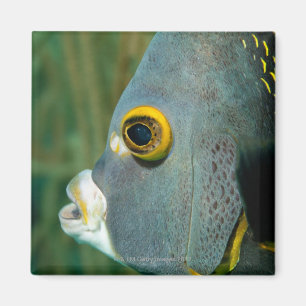 Holländer Antillen, Bonaire, Magnet