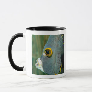 Holländer Antillen, Bonaire, Tasse