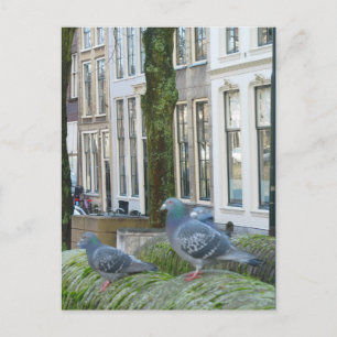 Holländische Kanalhäuser und Tauben Postkarte