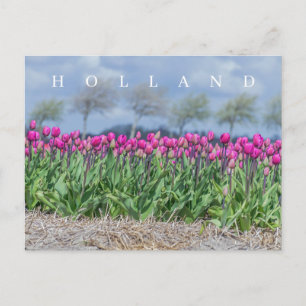 Holländische Rosa Tulpen-Feldansicht Postkarte