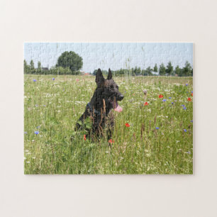 Holländischer Schäferhund auf dem Feld Puzzle