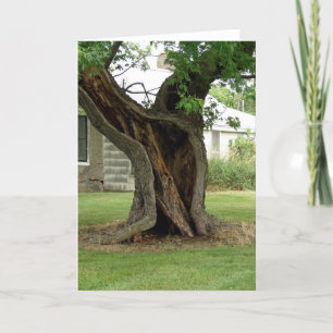 Hollow Tree Karte