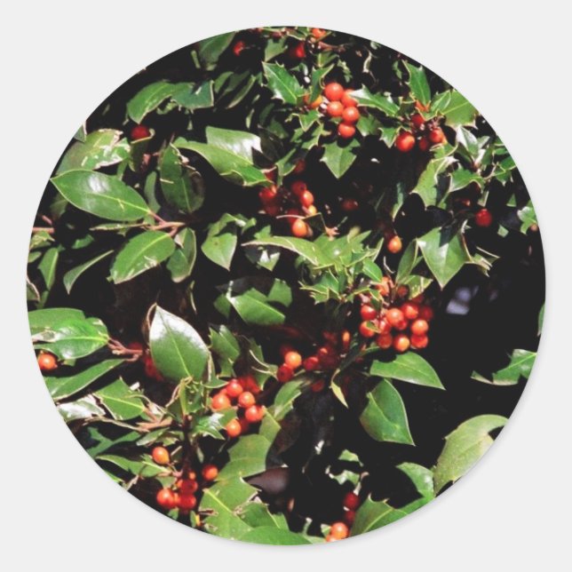 Holly and Berries Stickers (Vorderseite)