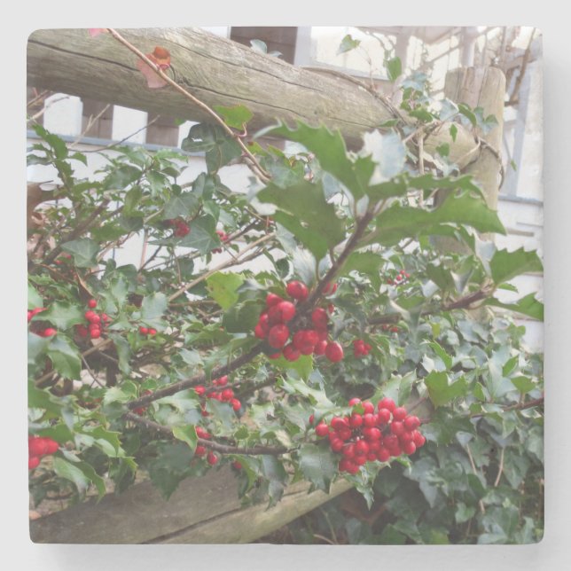 Holly Berries and Fence - Martha's Vineyard Steinuntersetzer (Vorderseite)