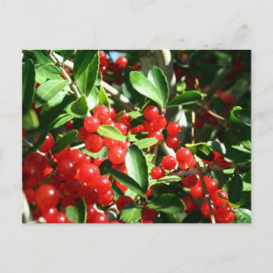 Holly Berries Postkarte