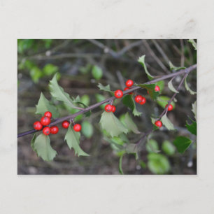 Holly Berries Postkarte