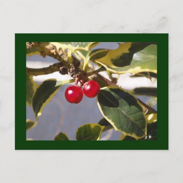Holly Berry Postkarte (Vorderseite)