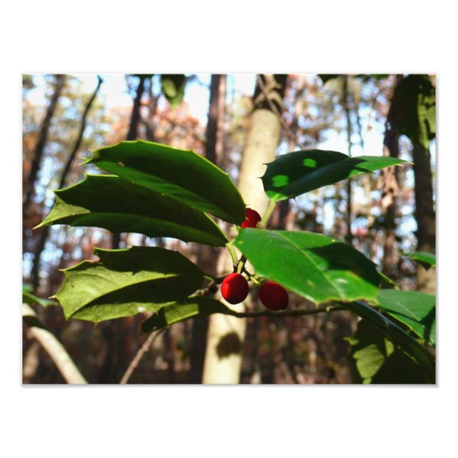 Holly Blätter I Holiday Botanical Fotodruck (Vorne)