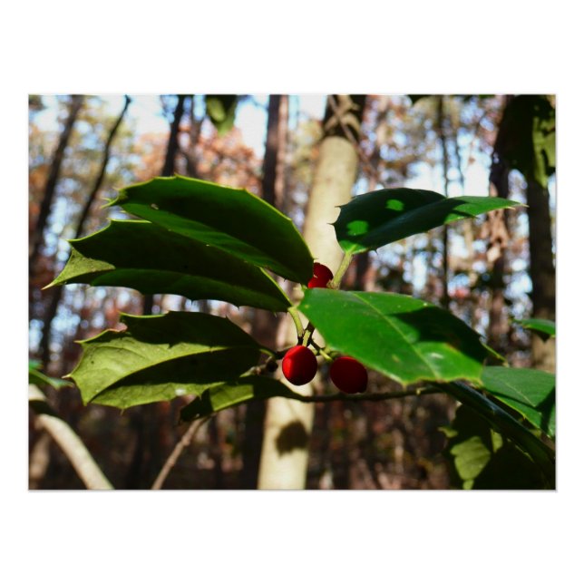 Holly Blätter I Holiday Botanical Poster (Vorderseite)