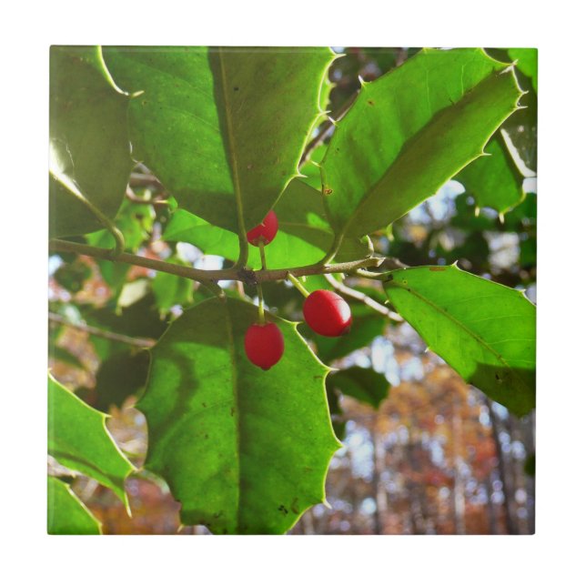 Holly Blätter II Holiday Nature Botanical Fliese (Vorderseite)